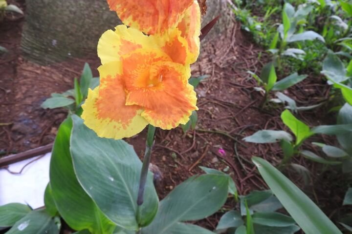 Canna lucifer