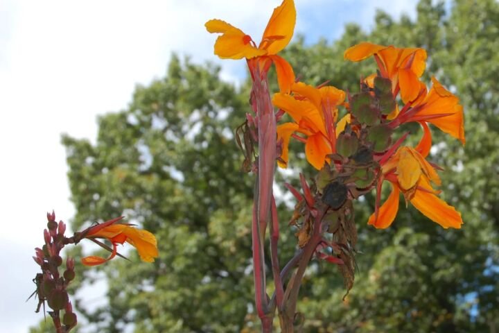Canna 'Pacific Beauty'