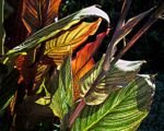 Canna ‘Pretoria’