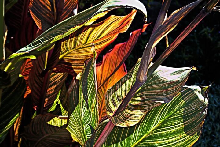 Canna 'Pretoria'