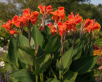 Canna ‘Rosemond Cole’