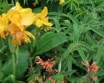 Canna ‘Tenerife’