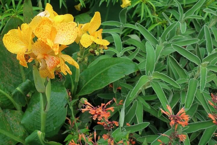 Canna 'Tenerife'