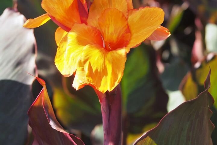 Canna 'Wyoming'