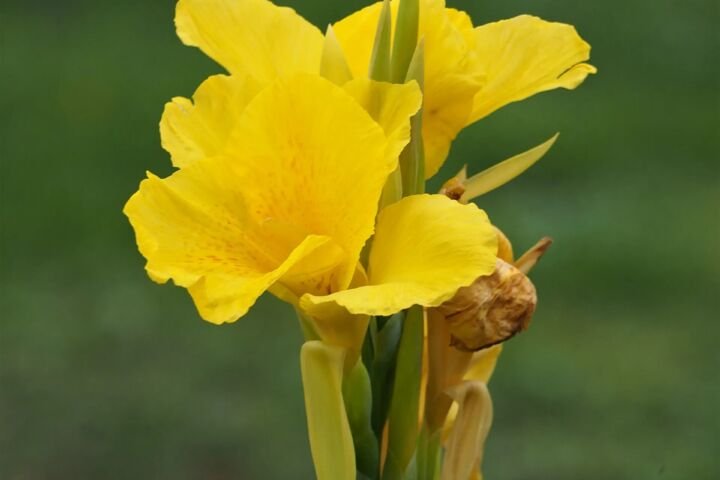 Canna 'Yellow King Humbert'