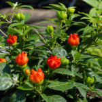 Capsicum annuum 'Bishop's Crown' – zdjęcie rośliny