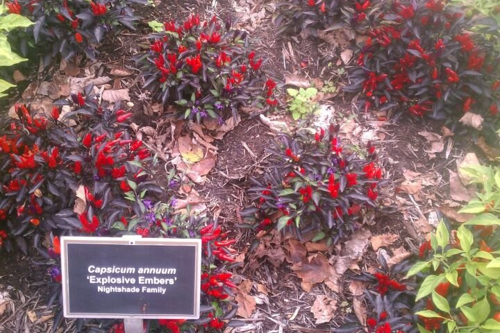 Capsicum annuum 'Explosive Ember'