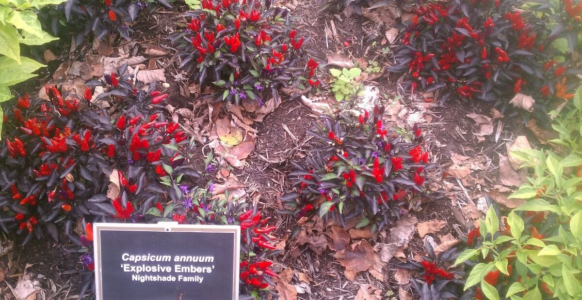 Capsicum annuum 'Explosive Ember' – fotografia rastliny