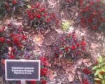 Pálivá paprika Explosive Ember (Capsicum annuum ‘Explosive Ember’)
