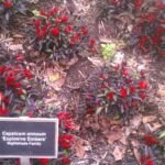Capsicum annuum 'Explosive Ember' – fotografia rastliny