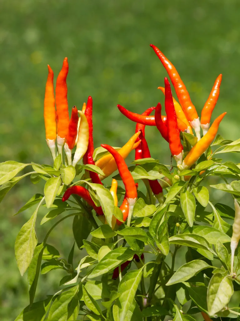peperone e peperoncino (Capsicum annuum) – in a garden setting, plant photo