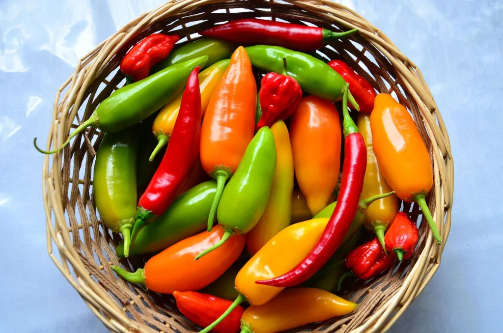 peperone e peperoncino (Capsicum annuum) – characteristic appearance, plant photo