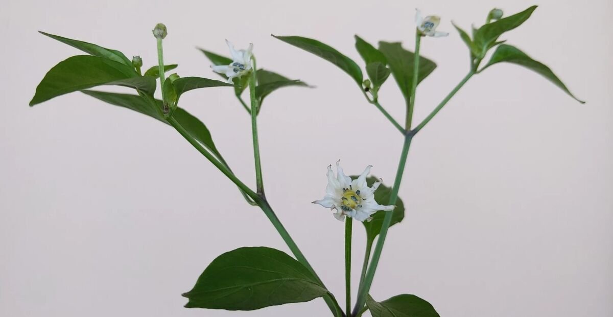 Capsicum annuum 'Numex Twilight' – fotografia rastliny