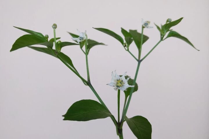 Capsicum annuum 'Numex Twilight'