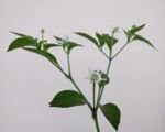 Numex Twilight (Capsicum annuum ‘Numex Twilight’)