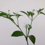 Capsicum annuum 'Numex Twilight' – foto della pianta