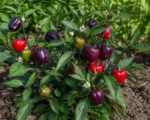 Purple Beauty (Capsicum annuum ‘Purple Beauty’)
