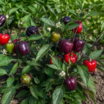 Capsicum annuum 'Purple Beauty' – fotografia rastliny