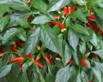 Serrano (Capsicum annuum ‘Serrano’)