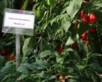 Capsicum baccatum – pestovanie a starostlivosť