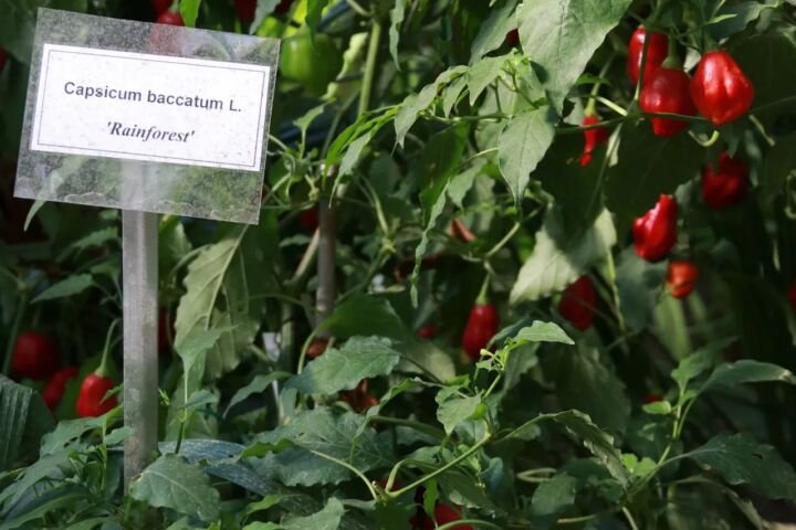 Capsicum baccatum
