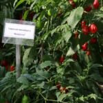 Capsicum baccatum – foto della pianta