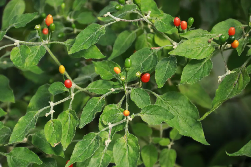 Capsicum baccatum – in a garden setting, plant photo