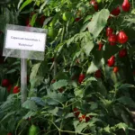 Capsicum baccatum care guide (Capsicum baccatum) – plant photo