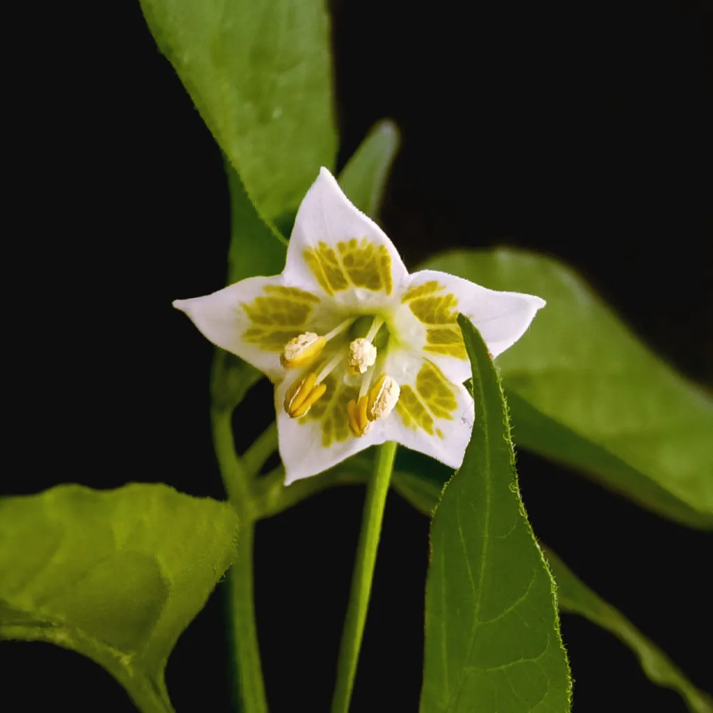Capsicum baccatum – flowers in close-up, plant photo