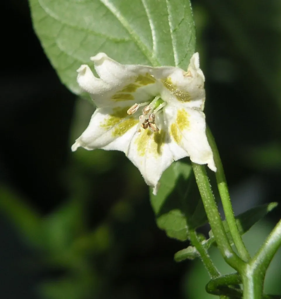 Capsicum baccatum – flowers in close-up, plant photo