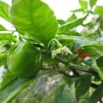 Capsicum chinense – fotografia rastliny