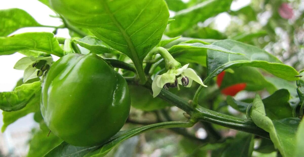 Capsicum chinense – Pflanzenfoto