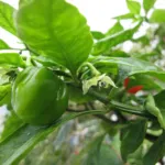 yellow lantern chili (Capsicum chinense) – plant photo
