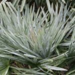 Caranday-Palme (Copernicia alba) – Pflanzenfoto