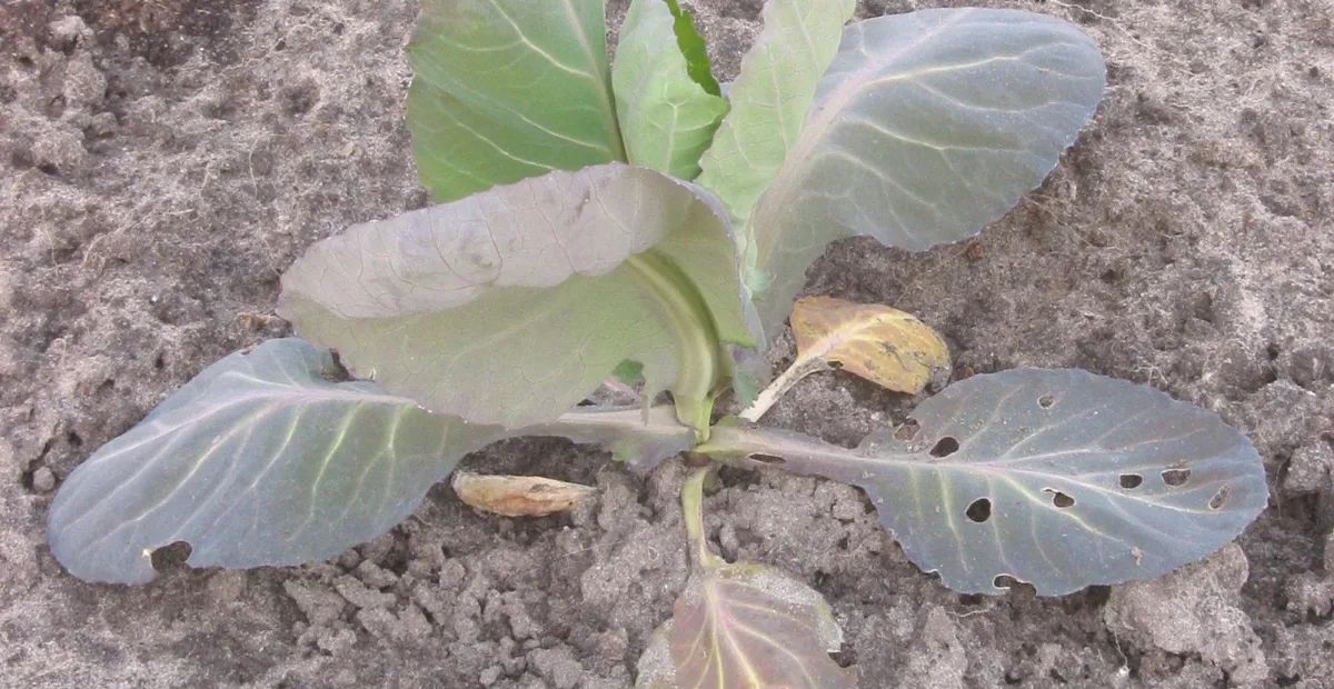Carenza di azoto