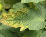 Carenza di potassio