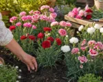Gartennelken pflegen: So blüht Dianthus caryophyllus den ganzen Sommer