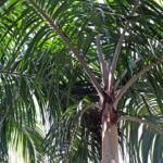 Carpentaria (Carpentaria acuminata) – Pflanzenfoto