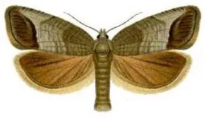 Carpocapsa del melo