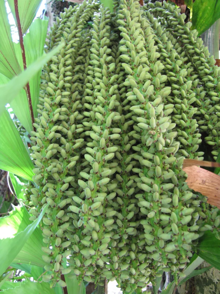 Fischschwanzpalme (Caryota mitis) – Blüten in Nahaufnahme, Pflanzenfoto