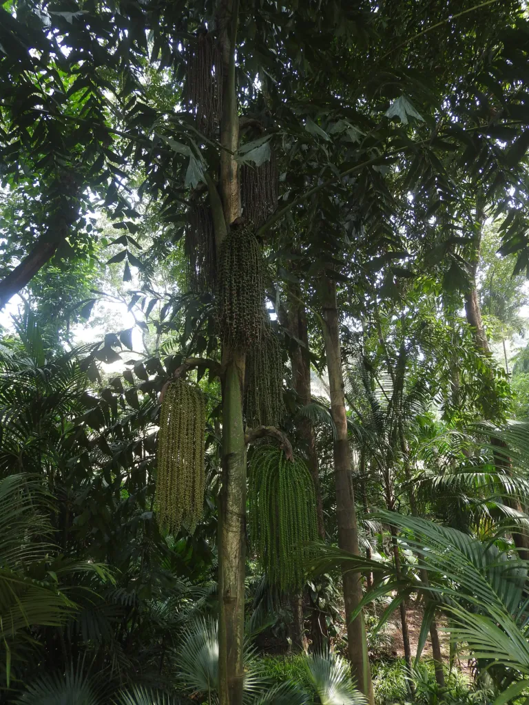 Fischschwanzpalme (Caryota mitis) – Blüten in Nahaufnahme, Pflanzenfoto