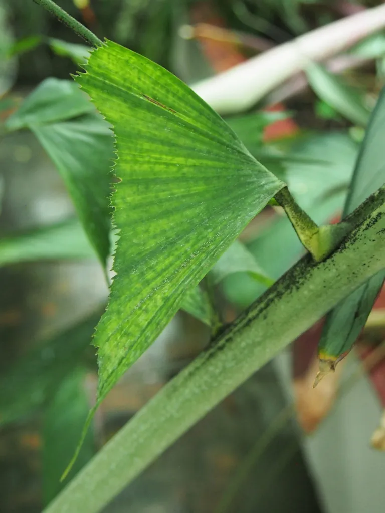 Burmese Fishtail-palm (Caryota mitis) – leaves and shoots, plant photo