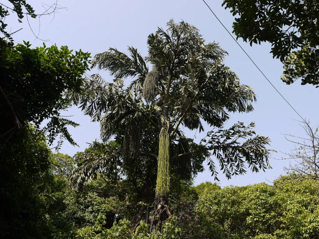 Fischschwanzpalme (Caryota urens) – Blüten in Nahaufnahme, Pflanzenfoto