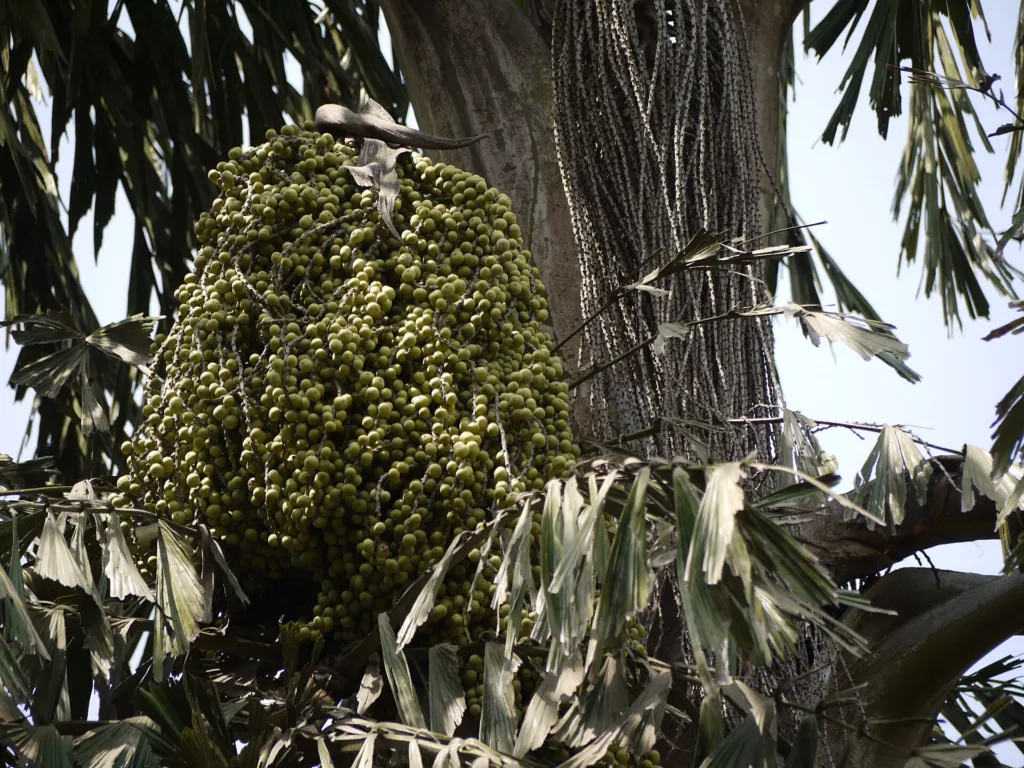 Fischschwanzpalme (Caryota urens) – Blüten in Nahaufnahme, Pflanzenfoto