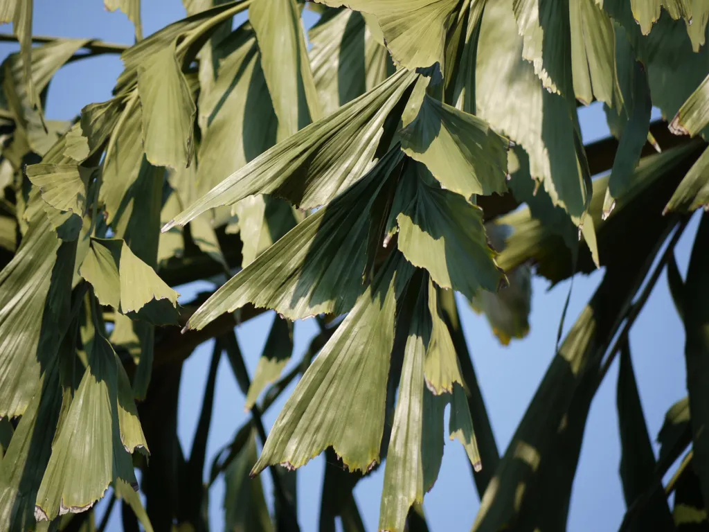 Fischschwanzpalme (Caryota urens) – Blüten in Nahaufnahme, Pflanzenfoto