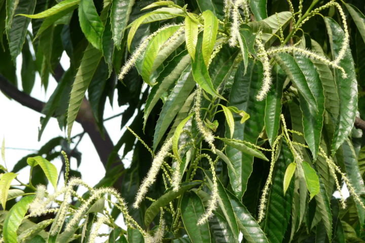 Castanea crenata