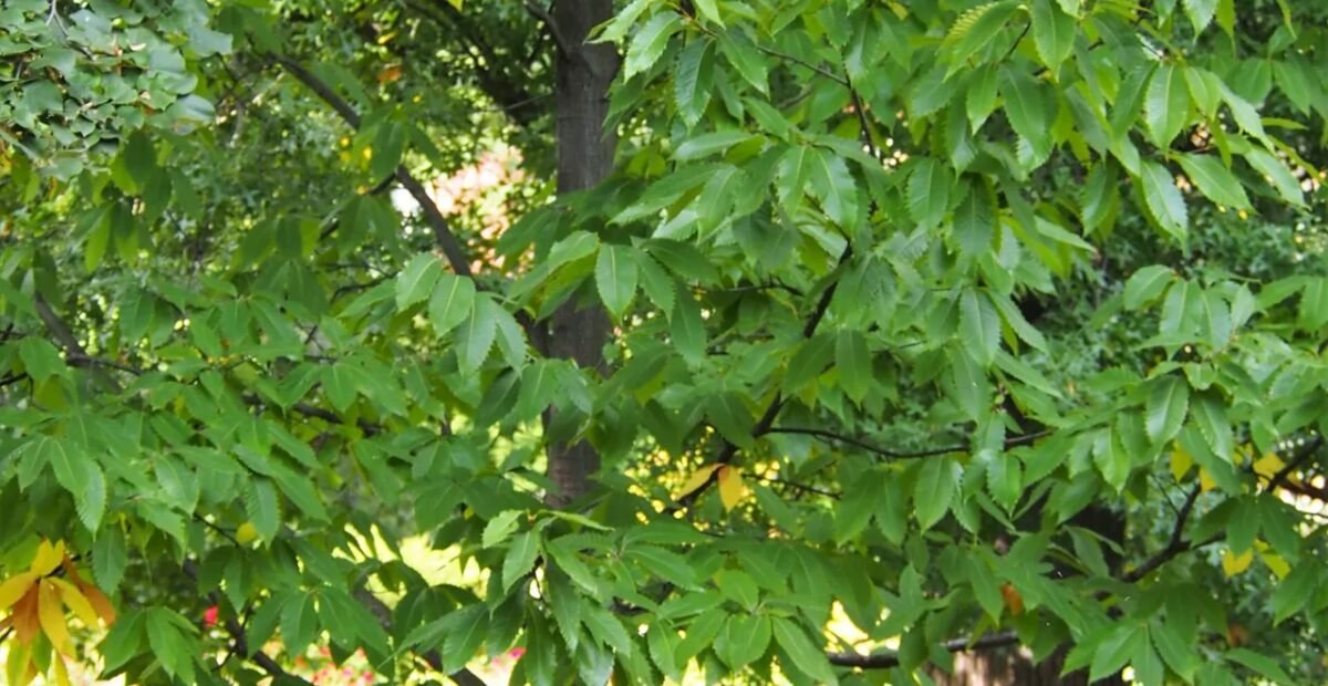 Castanea dentata – plant photo