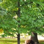 Castanea dentata – foto della pianta