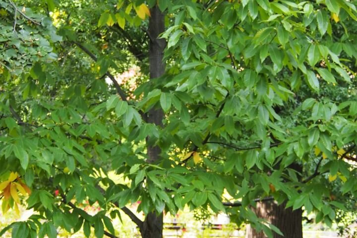 Castanea dentata