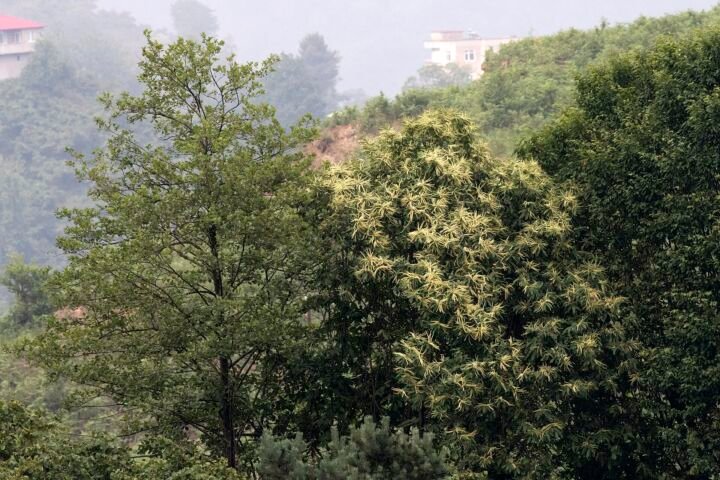 Castanea 'Sativa'